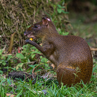 Selva Verde - Agouti